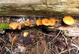 Kuehneromyces lignicola image