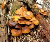 Kuehneromyces lignicola image