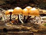 Kuehneromyces lignicola image