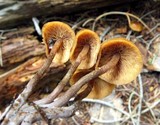 Kuehneromyces lignicola image