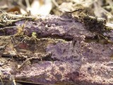 Porostereum crassum image