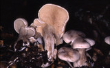 Clitocybe subconnexa image