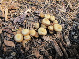 Kuehneromyces lignicola image