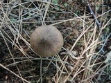 Tricholoma imbricatum image