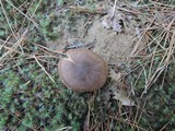 Tricholoma imbricatum image
