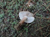 Tricholoma imbricatum image