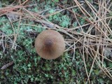 Tricholoma imbricatum image