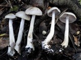 Cortinarius anomalus image