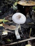 Cortinarius anomalus image