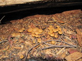 Kuehneromyces lignicola image