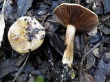Cortinarius elegantissimus image