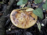 Cortinarius elegantissimus image