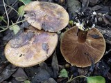 Cortinarius elegantissimus image