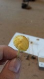Mycena crocea image