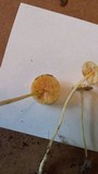 Mycena crocea image