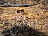 Kuehneromyces lignicola image