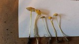 Mycena crocea image