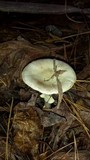 Amanita brunnescens image