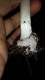 Amanita brunnescens image