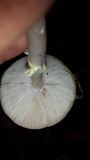 Amanita brunnescens image
