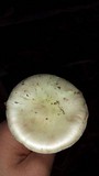 Amanita brunnescens image