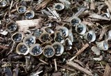 Cyathus stercoreus image