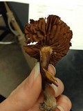 Lactarius areolatus image
