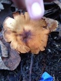 Lactarius areolatus image