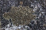 Acarospora fuscata image