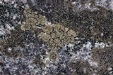 Acarospora fuscata image