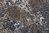 Acarospora fuscata image