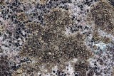 Acarospora fuscata image