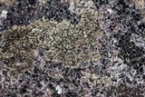 Acarospora fuscata image