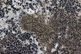 Acarospora fuscata image
