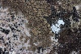 Acarospora fuscata image
