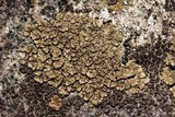Acarospora fuscata image