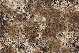 Acarospora fuscata image