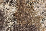 Acarospora fuscata image