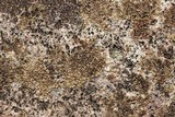 Acarospora fuscata image