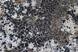 Acarospora fuscata image