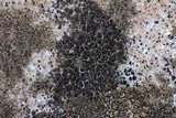 Acarospora fuscata image