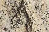 Acarospora fuscata image