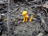 Cantharellus minor image