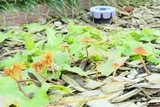 Conocybe rugosa image