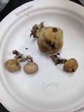 Scleroderma areolatum image