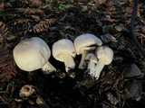 Agaricus californicus image