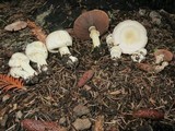 Agaricus californicus image