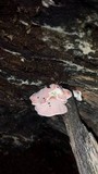 Phlebia incarnata image