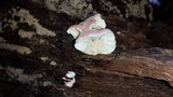 Phlebia incarnata image