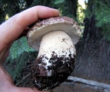 Boletus rex-veris image